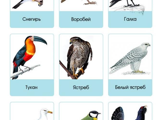 Птицы