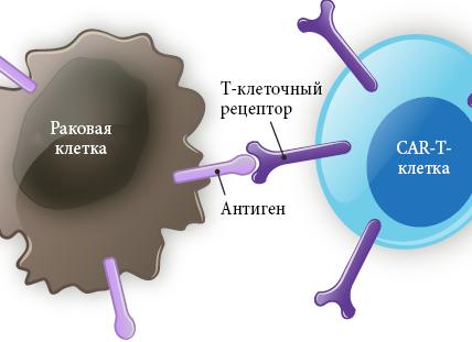 Клетка