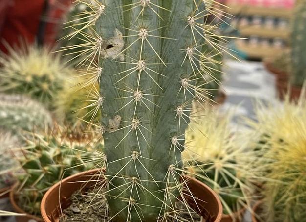 Мой цветущий кактус!</p>
<p>❤️🌵❤️